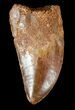 Carcharodontosaurus Tooth - Serrated Blade #52849-1